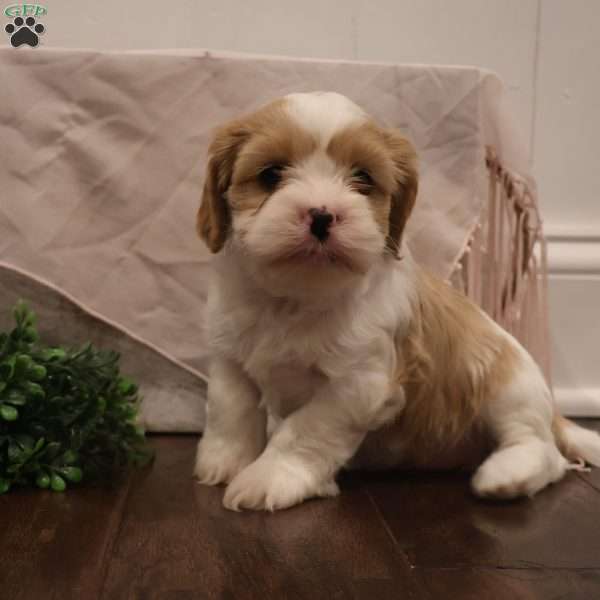 Zoey, Cava-Tzu Puppy